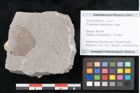 Foto (Objekt + Etikett) von Phaseolites oligantherus Unger (NHMW-GEO-2024-0188-6675)